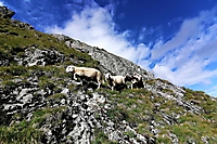 Schafe Berge Österreich