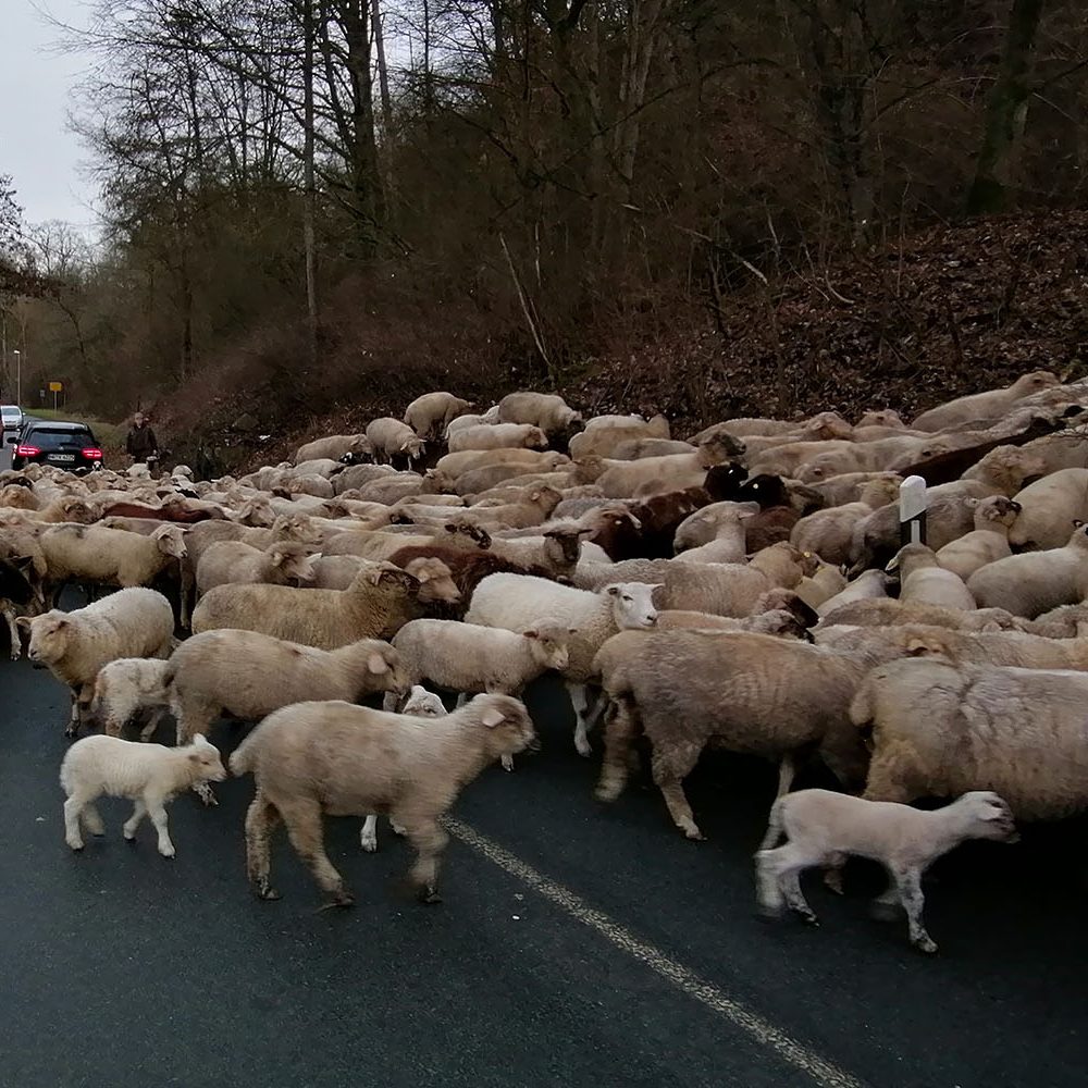 Eine Schafherde überquert eine Straße. 
