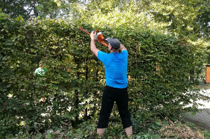 Gartenarbeit Vereinsgelände Eine Person schneidet eine Hecke mit einer elektrischen Heckenschneider.